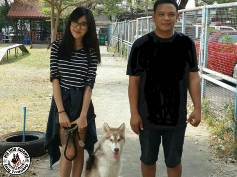 สุนัขถ่ายทำภาพยนต์ ฝึกสอนสุนัข